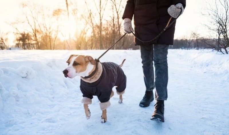 Советы по выгулу собаки зимой