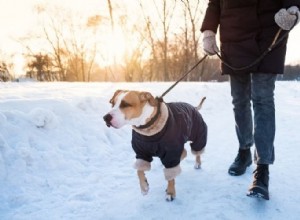 Советы по выгулу собаки зимой