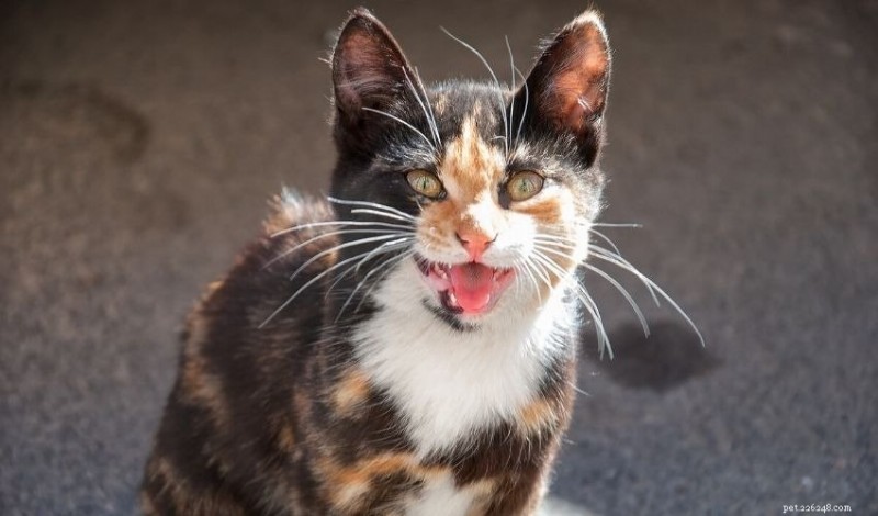 Gatto miagolii e ululati eccessivi:perché i gatti miagolano