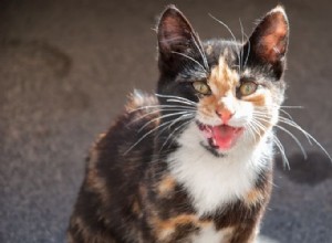 Katt överdrivet jamar och yowling:Varför katter jamar