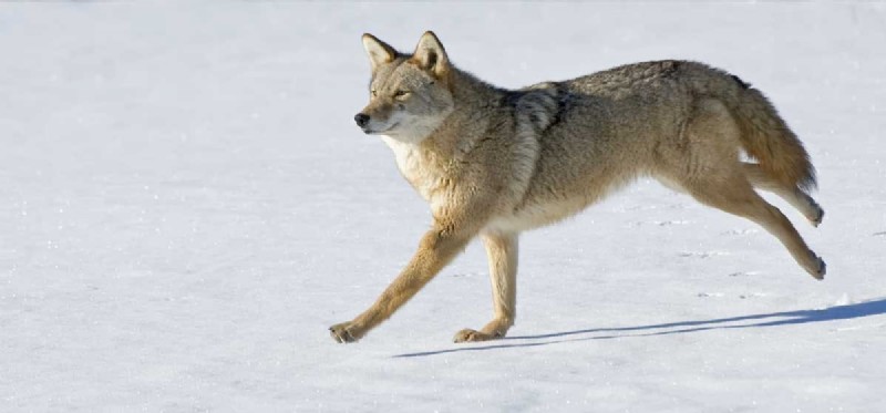 Rozumí váš pes kojotům?