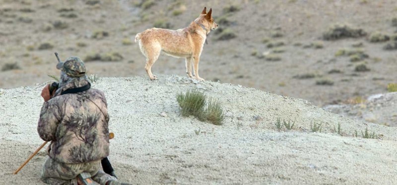 Может ли ваша собака понять койотов?