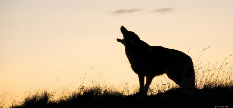 Il tuo cane può capire i coyote?