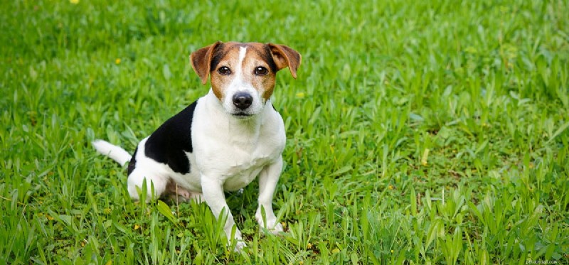 Kan en hund dra nytta av Hash Oil?