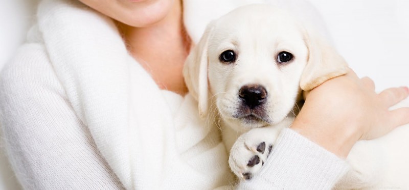 Kan en hund lukta cancer hos människor?