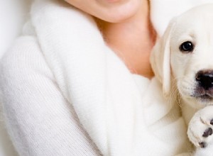 개가 사람의 암 냄새를 맡을 수 있습니까?