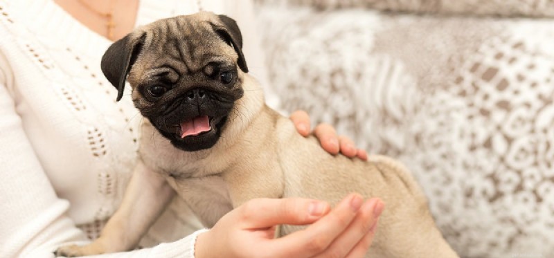 Kan en hund lukta cancer hos människor?