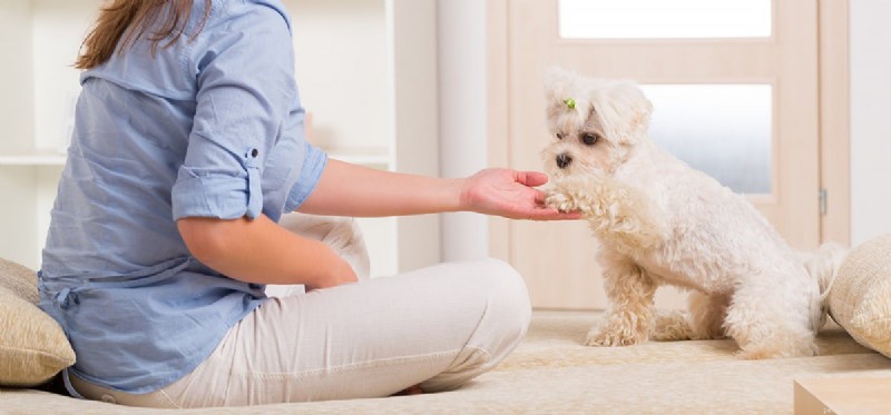 Kunnen de nagels van een hond eraf vallen?