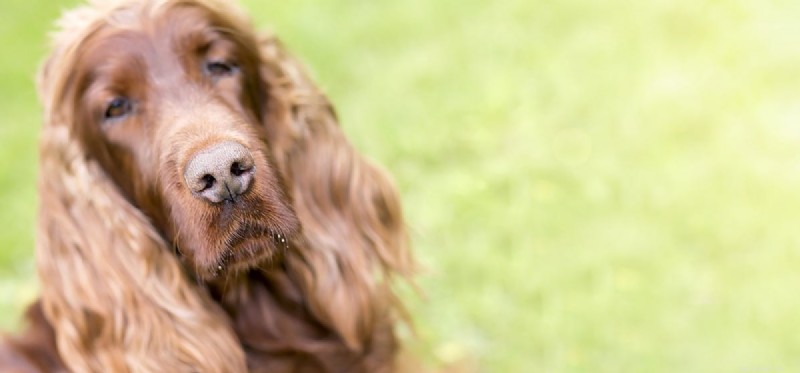 Kan en hunds näsa bli solbränd?