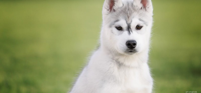 犬はソーダの味がする?