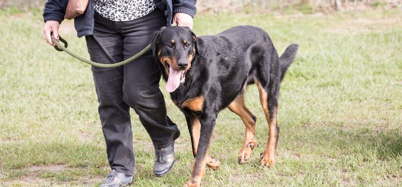 Cães de cadáveres podem sentir a morte?