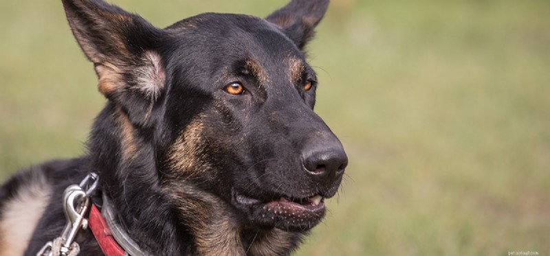 I cani da cadavere possono percepire la morte?