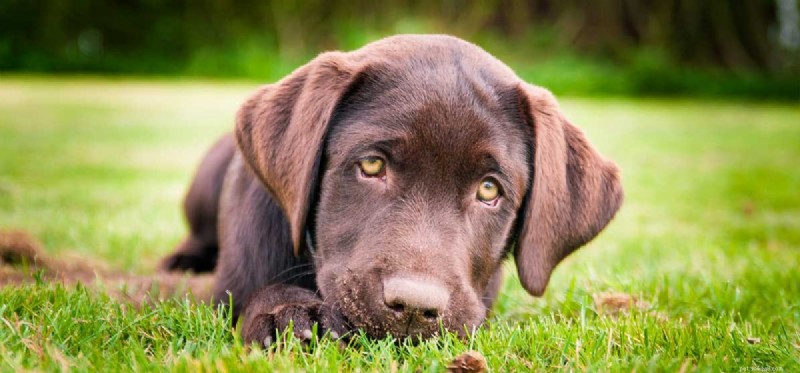 Les chiens peuvent-ils être gonflés ?