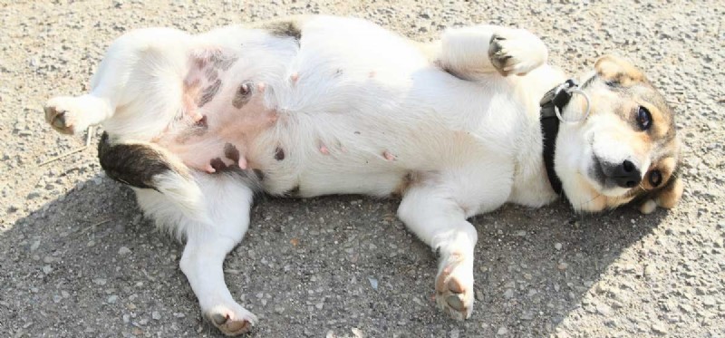 Les chiens peuvent-ils être gonflés ?