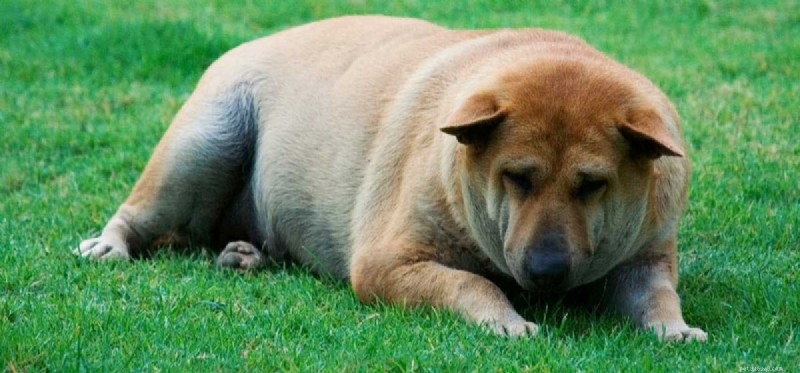 Les chiens peuvent-ils être gonflés ?