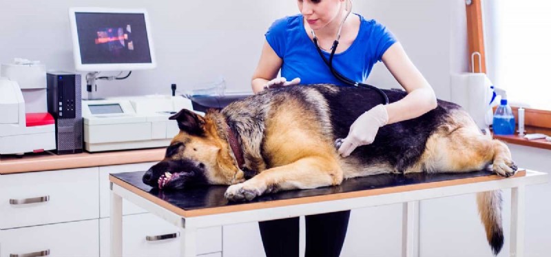 Les chiens peuvent-ils être gonflés ?