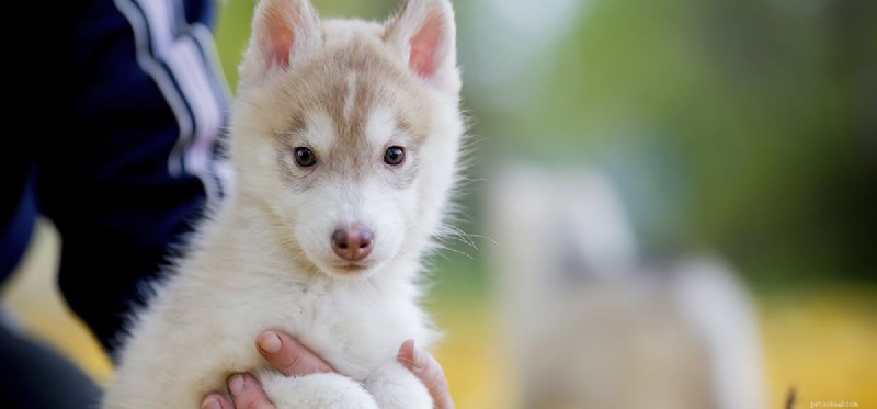 Os cães podem ser confundidos?