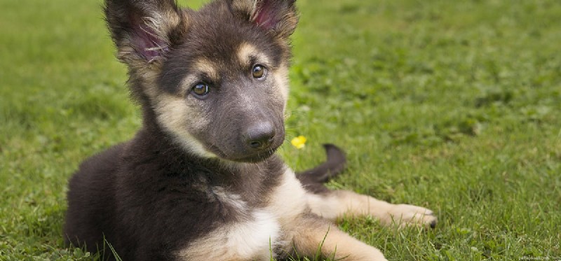 Os cães podem ser confundidos?