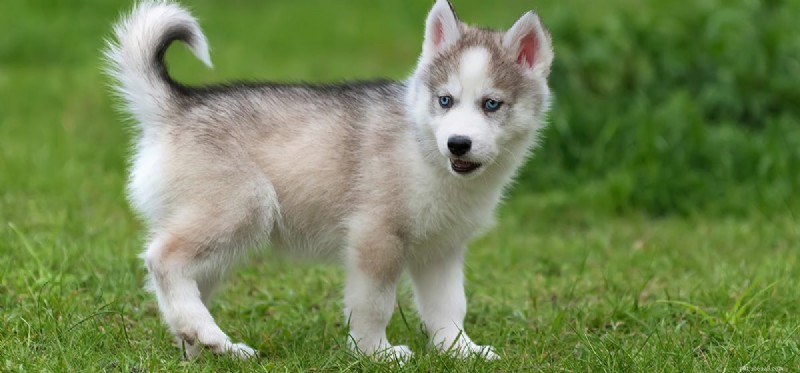 Os cães podem ser confundidos?