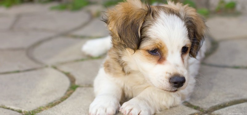 Могут ли собаки быть в депрессии?