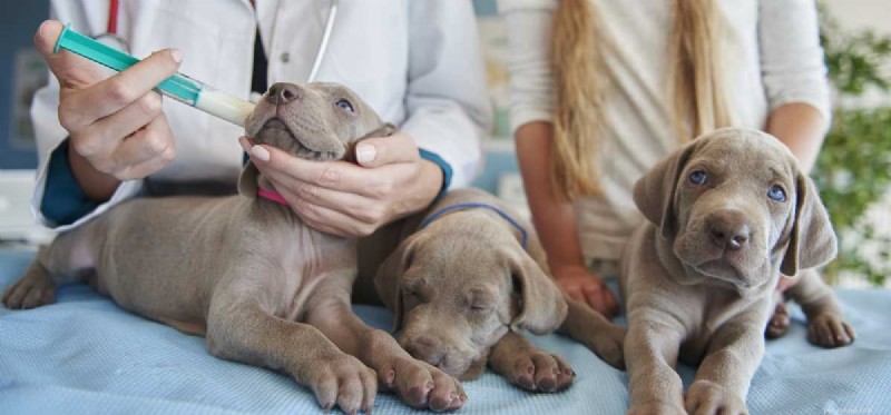 Les chiens peuvent-ils être intolérants au lactose ?