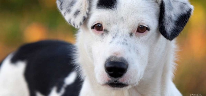 Les chiens peuvent-ils être intolérants au lactose ?