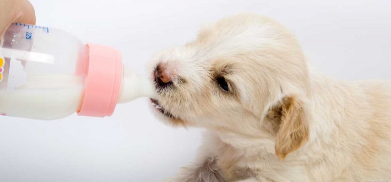 Les chiens peuvent-ils être intolérants au lactose ?
