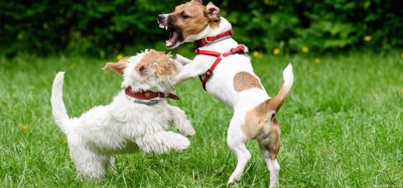 Kan hundar vara passiva aggressiva?
