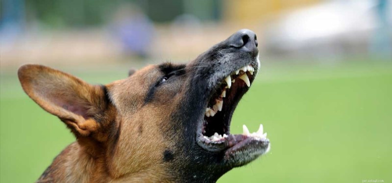 개가 수동적으로 공격적일 수 있습니까?