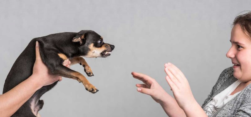 Os cães podem ser passivo-agressivos?
