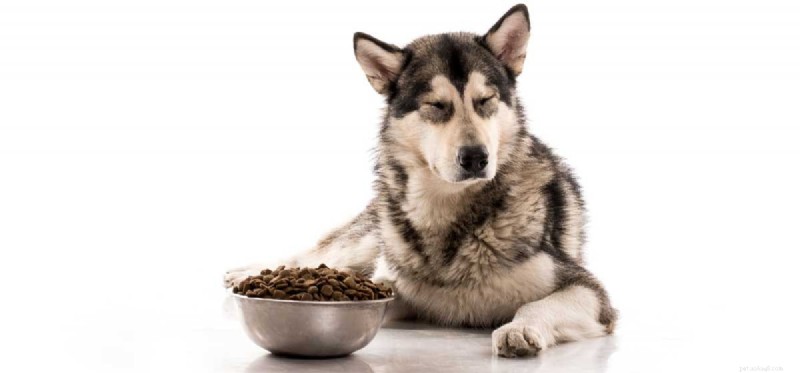 Os cães podem ser comedores exigentes?