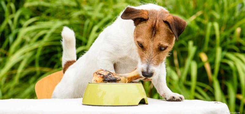 Os cães podem ser comedores exigentes?