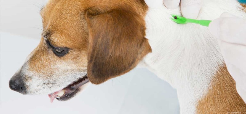Kan hundar behandlas för borrelia?