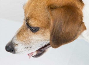 犬のライム病の治療はできますか?