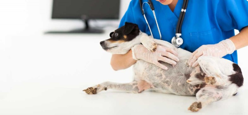 Kan hundar behandlas för borrelia?