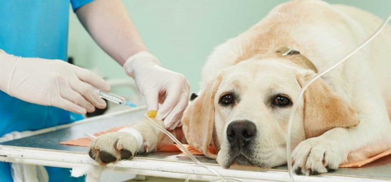 Можно ли лечить собак от болезни Лайма?