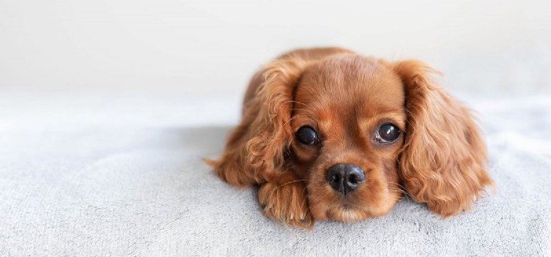 Могут ли собаки быть несчастными?