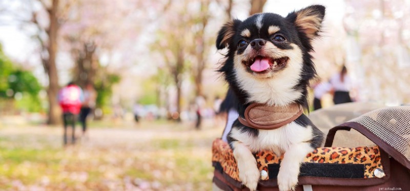 Cães podem ser zumbis?