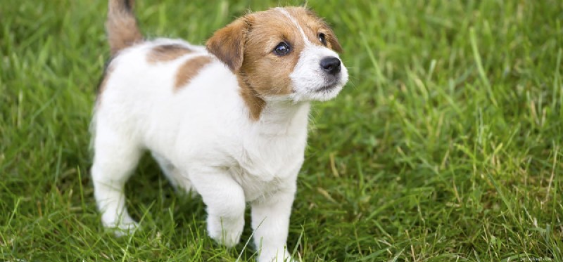 Kunnen honden zombies zijn?