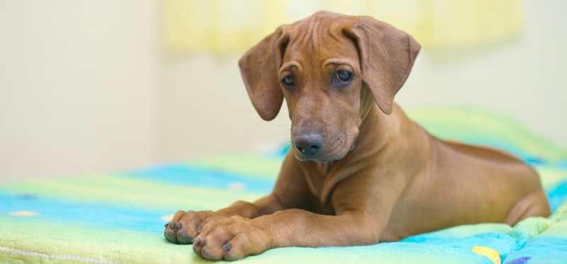 Les chiens peuvent-ils transporter des punaises de lit ?