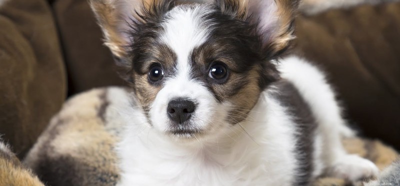 Cães podem carregar percevejos?