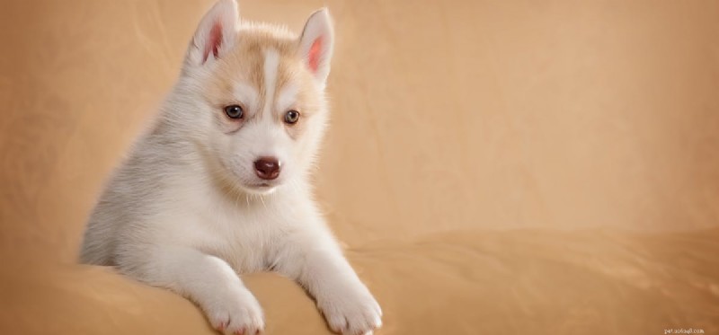 Kunnen honden roze ogen vangen?