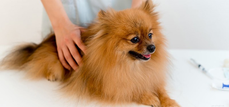 Могут ли собаки заразиться конъюнктивитом?