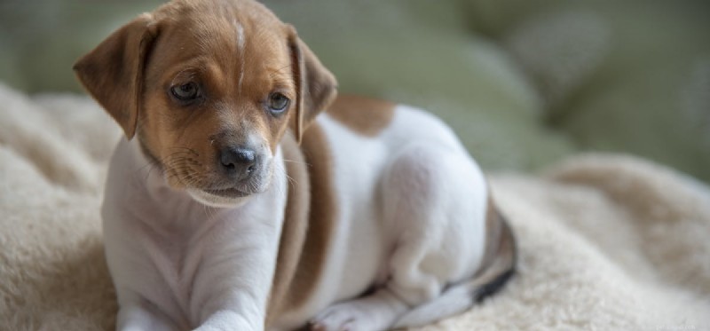 Kunnen honden roze ogen vangen?