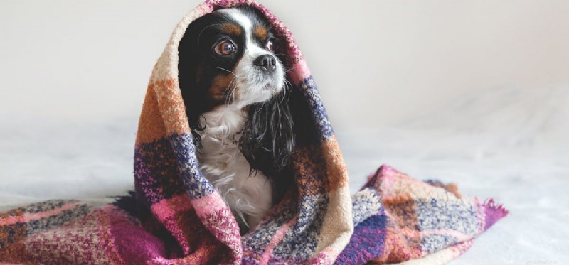 개가 감기에 걸릴 수 있습니까?