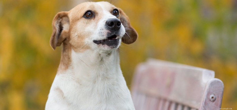 Os cães podem detectar vazamentos de gás?