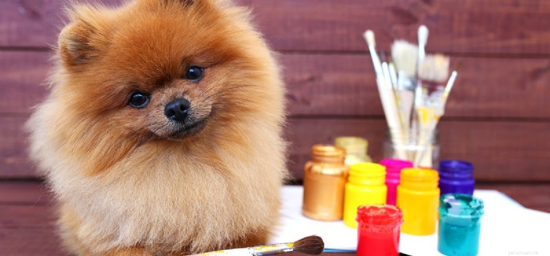 I cani possono differenziare i colori?