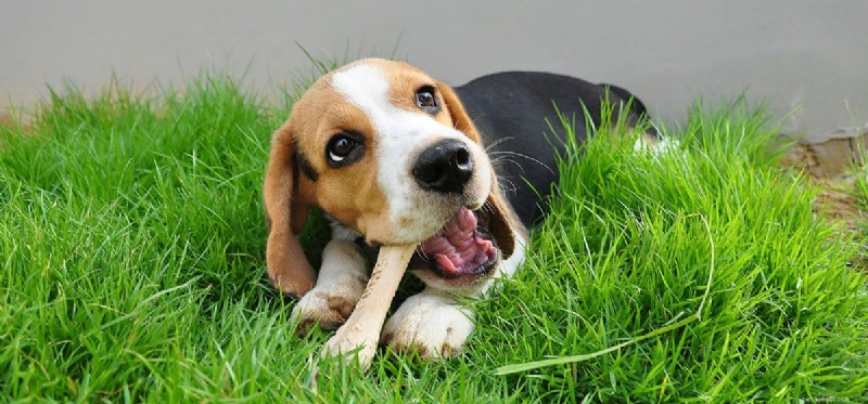 I cani possono digerire le ossa?