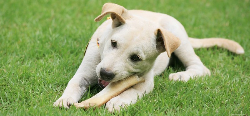 Os cães podem digerir ossos?