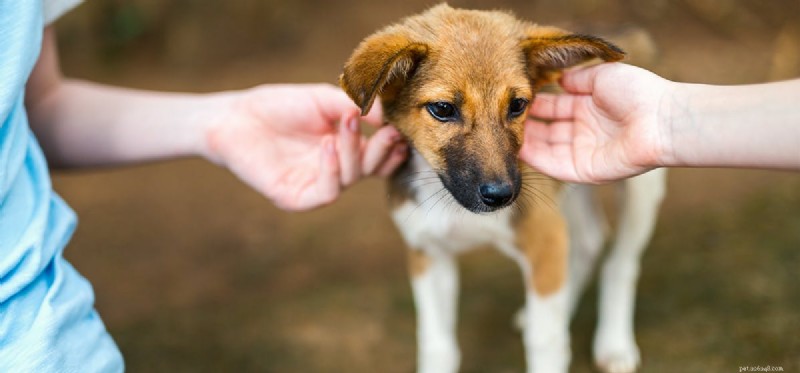 犬はアプリコットを食べることができますか?